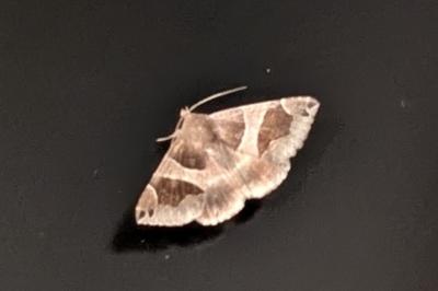 <i>Dysgonia algira</i>