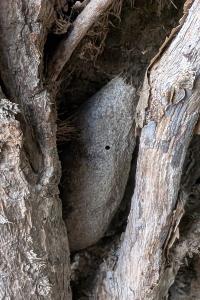 <i>Saturnia pyri</i>