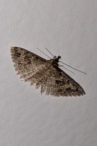 <i>Alucita hexadactyla</i>