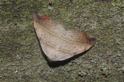 <i>Laspeyria flexula</i>