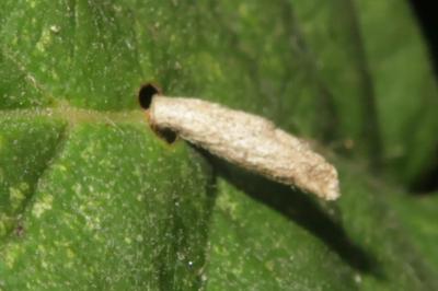 <i>Coleophora serratella</i>