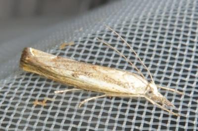<i>Agriphila geniculea</i>