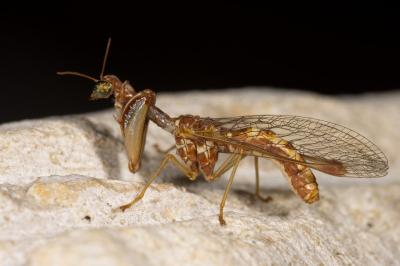 <i>Mantispa styriaca</i>