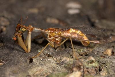 <i>Mantispa styriaca</i>