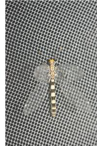 <i>Megistopus flavicornis</i>