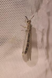 <i>Myrmeleon inconspicuus</i>