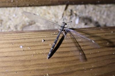 <i>Myrmeleon inconspicuus</i>