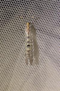 <i>Megistopus flavicornis</i>