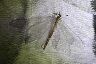 <i>Distoleon tetragrammicus</i>