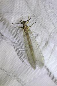 <i>Distoleon tetragrammicus</i>