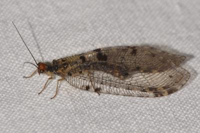 <i>Osmylus fulvicephalus</i>