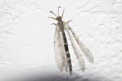<i>Distoleon tetragrammicus</i>