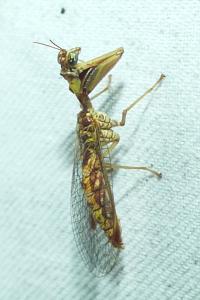 <i>Mantispa styriaca</i>