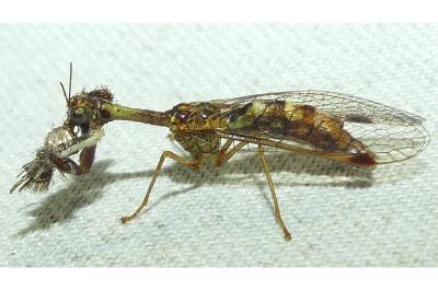 <i>Mantispa styriaca</i>