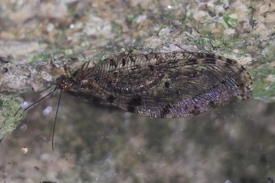 <i>Osmylus fulvicephalus</i>