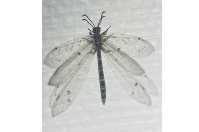 <i>Distoleon tetragrammicus</i>