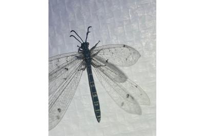 <i>Distoleon tetragrammicus</i>