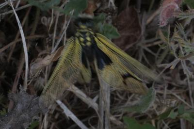 <i>Libelloides longicornis</i>