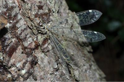<i>Distoleon tetragrammicus</i>