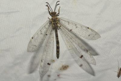 <i>Distoleon tetragrammicus</i>