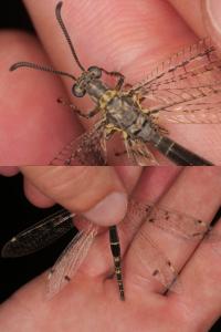 <i>Distoleon tetragrammicus</i>