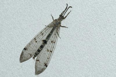 <i>Distoleon tetragrammicus</i>