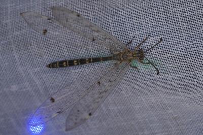 <i>Distoleon tetragrammicus</i>
