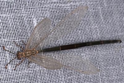 <i>Creoleon lugdunensis</i>