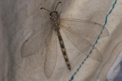 <i>Myrmeleon inconspicuus</i>