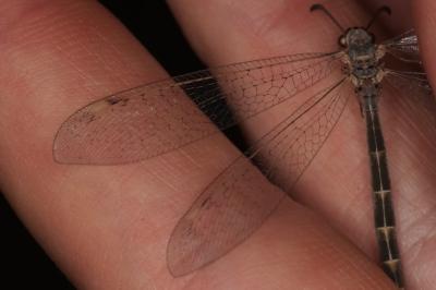 <i>Myrmeleon inconspicuus</i>