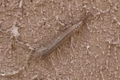 <i>Creoleon lugdunensis</i>