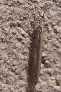 <i>Creoleon lugdunensis</i>