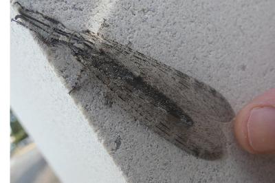 <i>Synclisis baetica</i>