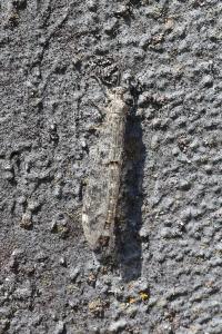 <i>Distoleon tetragrammicus</i>