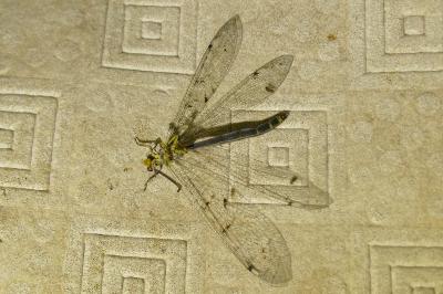 <i>Distoleon tetragrammicus</i>