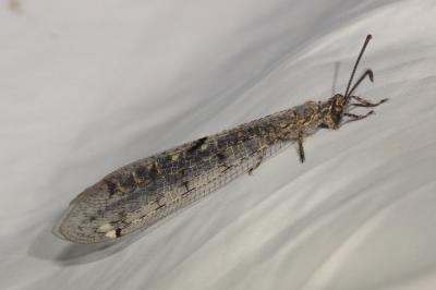 Distoleon tetragrammicus