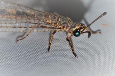 Myrmeleon inconspicuus