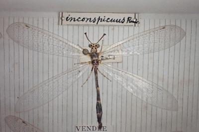 Myrmeleon inconspicuus