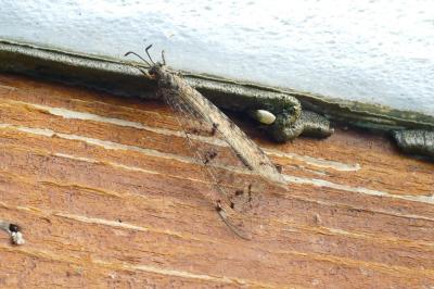Distoleon tetragrammicus