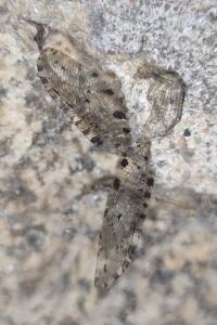 <i>Osmylus fulvicephalus</i>