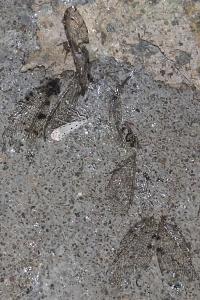<i>Osmylus fulvicephalus</i>