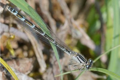 Enallagma cyathigerum