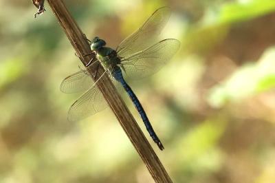 Anax imperator