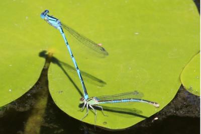 <i>Erythromma lindenii</i>