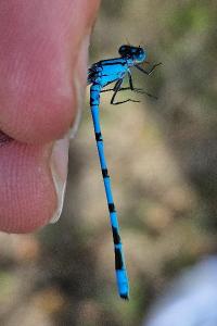 <i>Enallagma cyathigerum</i>