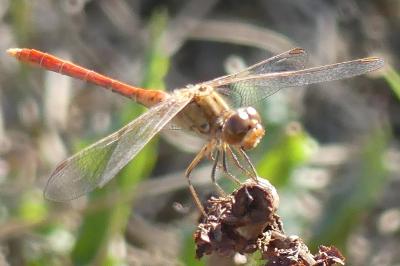 <i>Sympetrum meridionale</i>