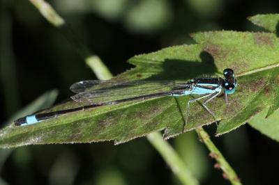 <i>Ischnura elegans</i>