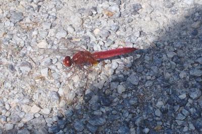 <i>Crocothemis erythraea</i>