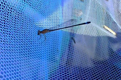 <i>Ischnura elegans</i>