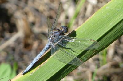 <i>Orthetrum coerulescens</i>